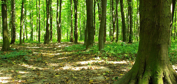 Lesné hospodárstvo